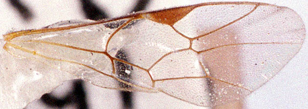 トゲナベブタムシ 6匹 Synwat-w.jpg